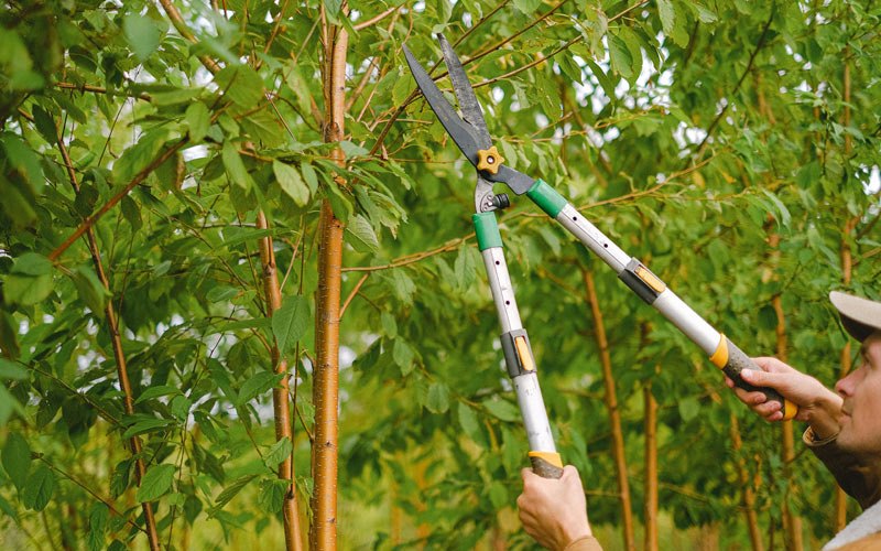 Tree trimming in Muscle Shoals, AL