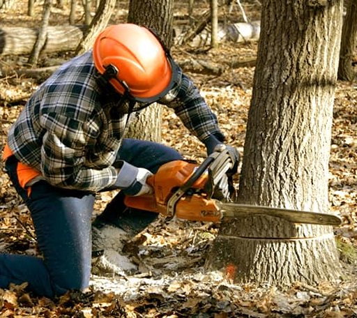 Tree Removal in Muscle Shoals, AL